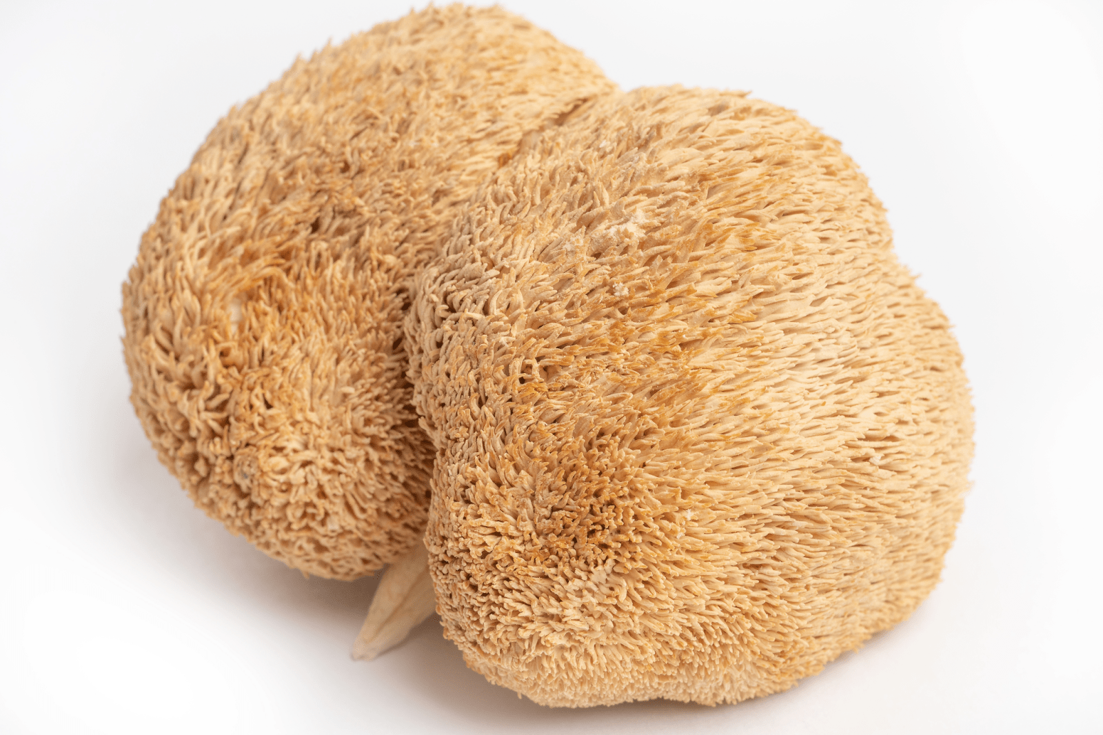 Mushroom Supplements for Enhanced Memory