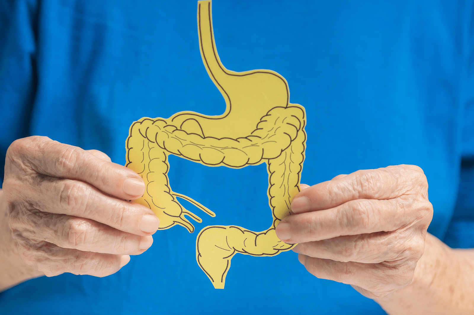 Gut Guide 101: Unlocking Your Second Brain